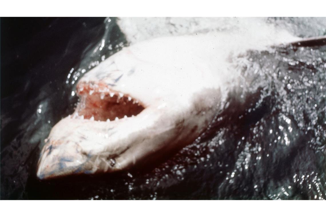 In den vergangenen Jahren ist das durch "Der weiße Hai" transportierte Bild von den Raubfischen als grausamen Fressmaschinen korrigiert worden. (Archivbild)