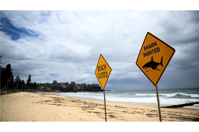 In den vergangenen Tagen wurden immer wieder Haie gesichtet - auch vor dem berühmten Bondi Beach. (Symbolbild)