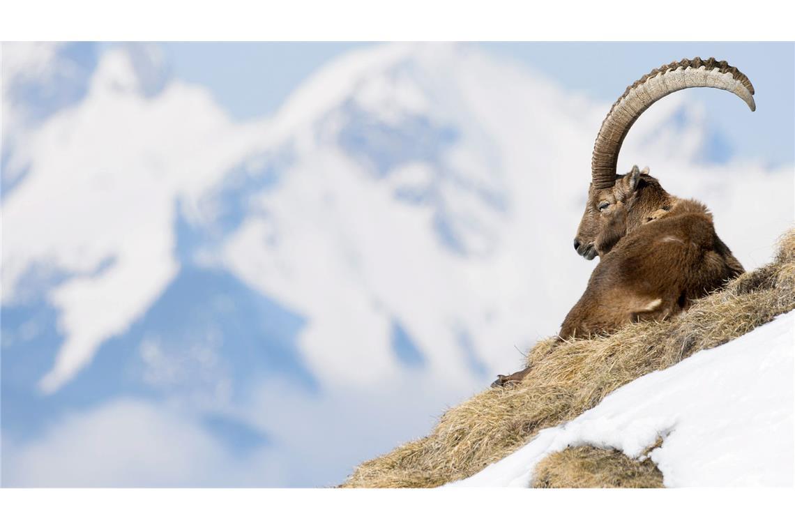 In der Allgäuer Hochalpen gibt es spezielle Führungen zu den "Big Five", wozu Steinbock, Steinadler, Gams, Murmeltier und Alpenschneehuhn zählen. (Archivbild)