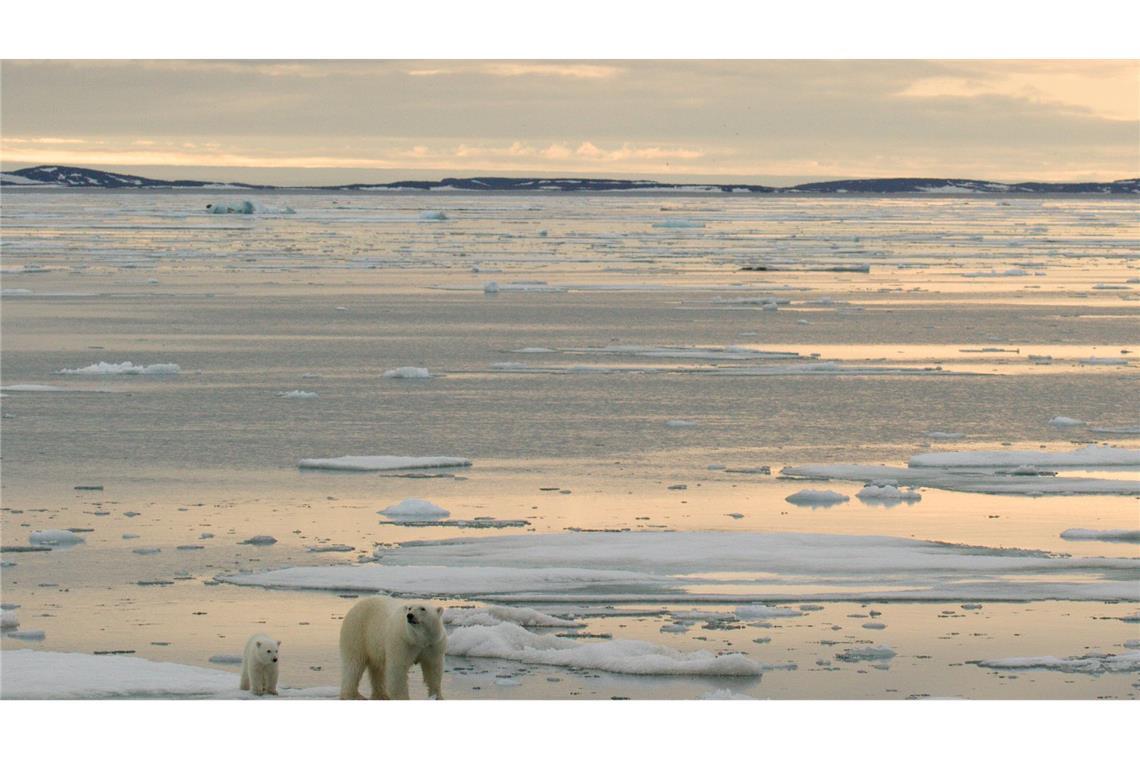 Wie junge Eisbären ihre Geburtshöhlen verlassen In der Arktis sollen vermehrt Bodenschätze ausgebeutet werden - trifft das auch die Eisbären?