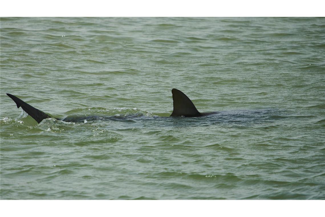 Nach Haiangriff-Bericht - menschliche Überreste gefunden In der Gegend von Hadera sammeln sich zwischen November und Mai Sandbank- und Schwarzhaie.
