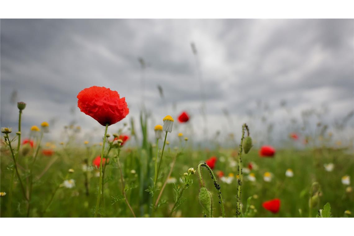 Schauer und Gewitter in der nächsten Woche erwartet In der kommenden Woche wird das Wetter in Baden-Württemberg unbeständig. (Symbolbild)