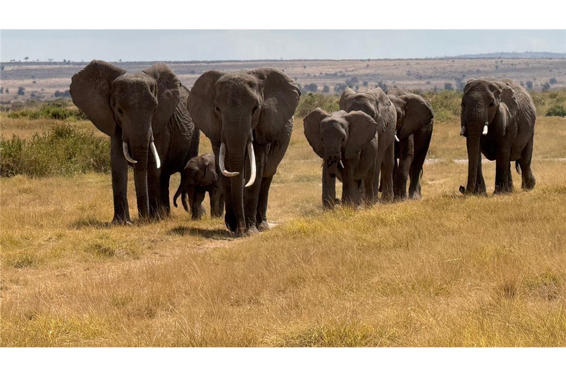 Politiker in Simbabwe stirbt nach Verkehrsunfall mit Elefant In der Nähe des Unfallorts befindet sich ein privater Wildpark, in dem zahlreiche Elefanten leben. (Symbolbild)