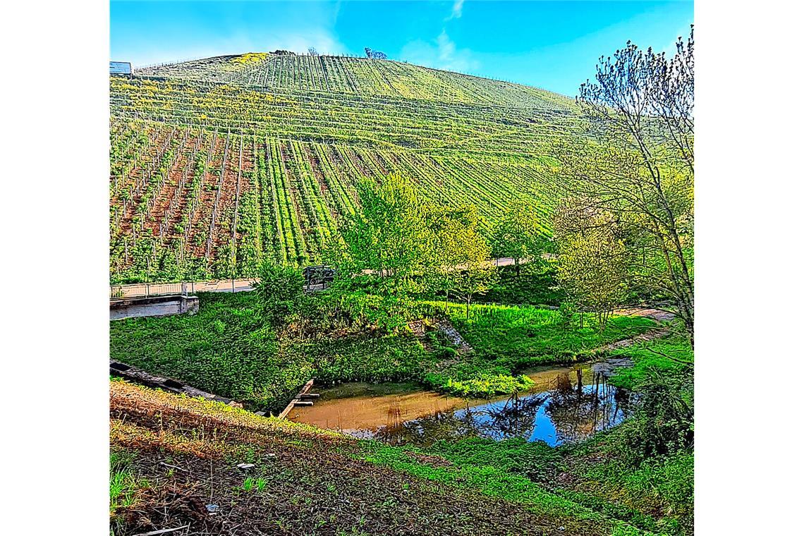 Junge Frau tot in Weinbergen gefunden In der Nähe des Wasserauffangbeckens hat die Polizei die Leiche der jungen Frau in einem Gebüsch entdeckt.