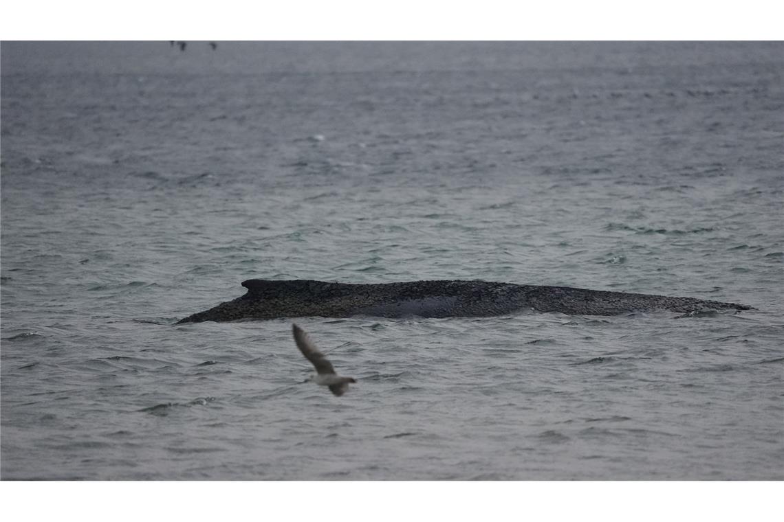 In der Ostsee ist ein Wal gestrandet.