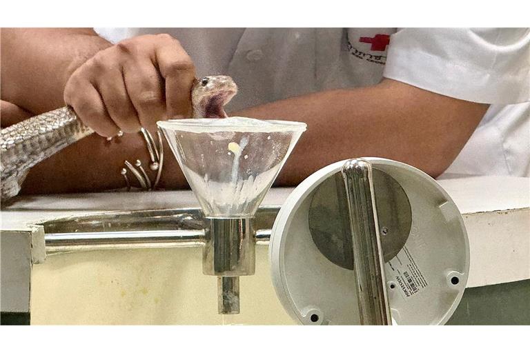 In der Schlangenfarm in Bangkok können Besucher beobachten, wie Schlangen gemolken werden.