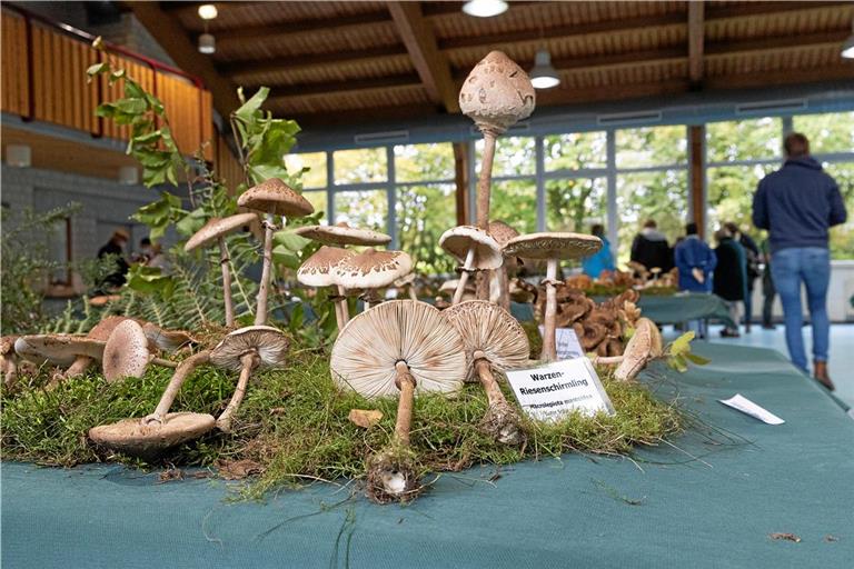 In der Schwalbenflughalle in Grab werden die Pilze mit Beschriftung und etwas Deko aus dem Wald ausgestellt. Auf dem Bild zu sehen ist der Warzen-Riesenschirmling, ein essbarer Pilz aus der Gattung der Riesenschirmlinge (Macrolepiota). Archivfoto: Jörg Fiedler