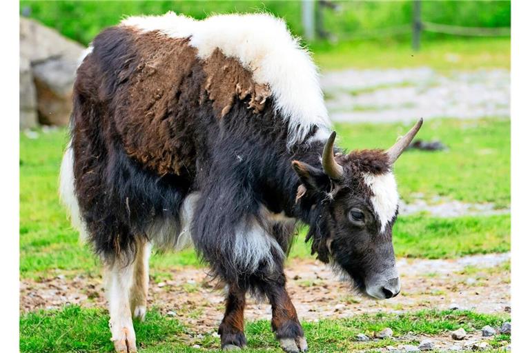 In der Stuttgarter Wilhelma ist ein Yak-Weibchen neu eingezogen.