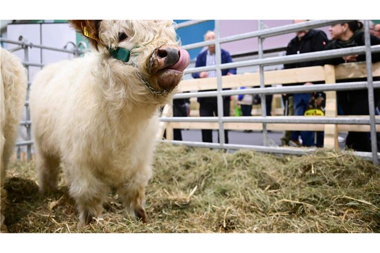 In der Tierhalle können Besucherinnen und Besucher auch Kälber sehen.
