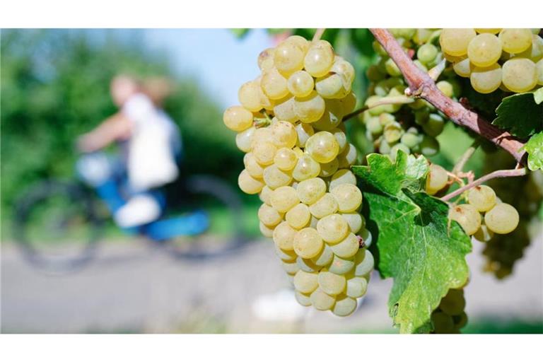 In der Toskana haben Diebe 30.000 Flaschen Wein im Gesamtwert von etwa fünf Millionen Euro gestohlen (Symbolfoto).