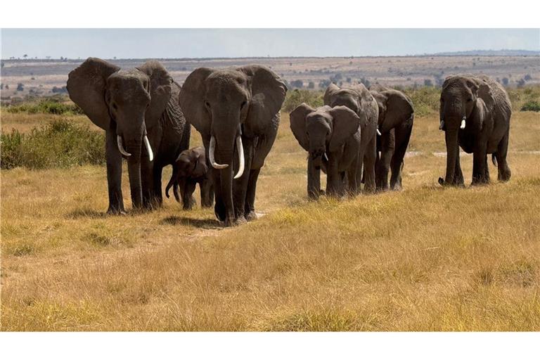 In der usbekischen Großstadt Samarkand hat die Artenschutzkonferenz begonnen. (Symbolbild)