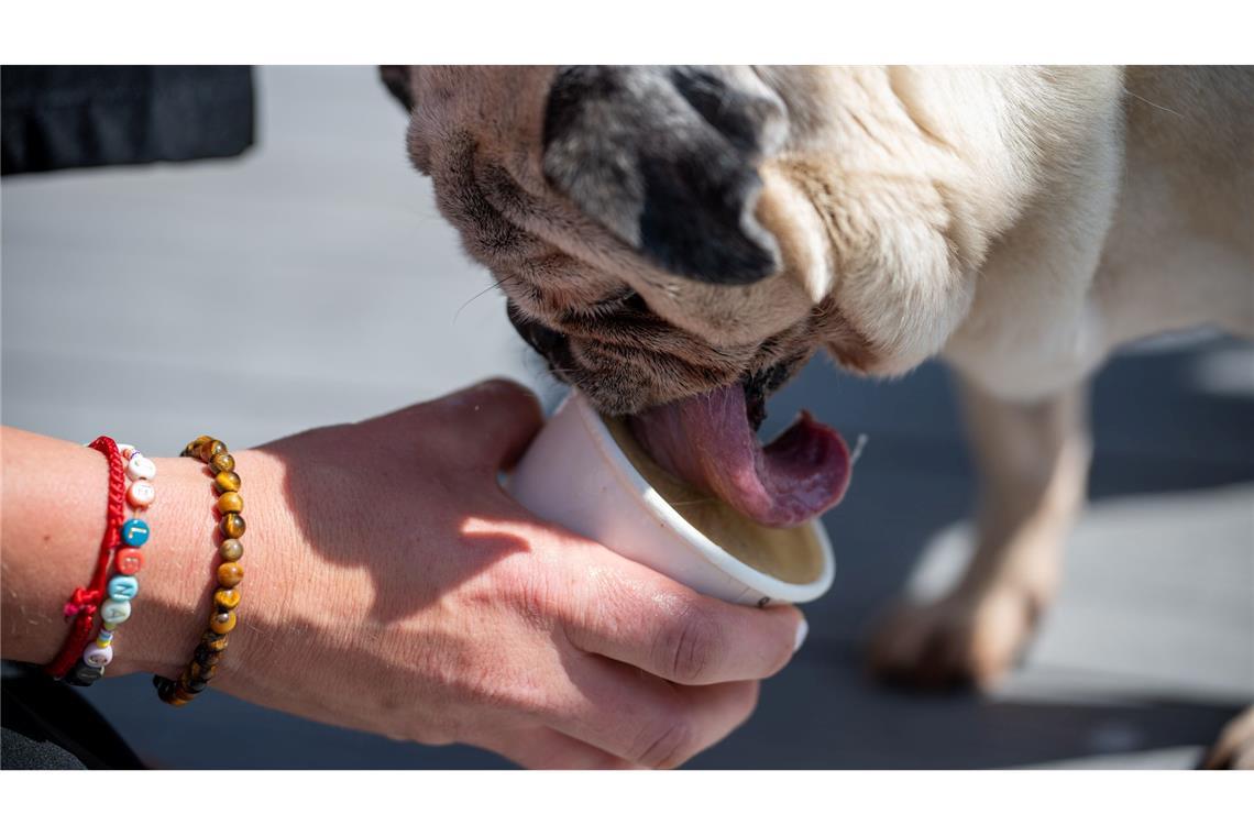 In der Zeit, in der ein Hund sein Eis schleckt, kann der Hundebesitzer selbst in Ruhe genießen.