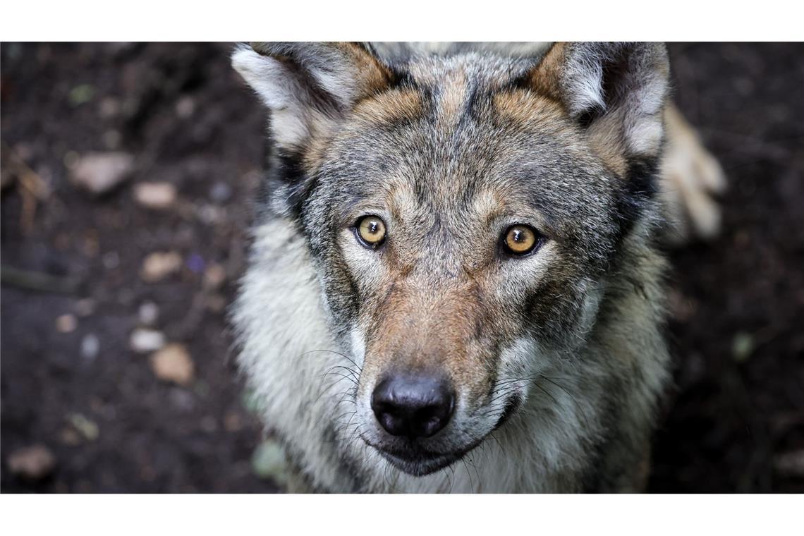 In Deutschland gibt es aktuell schätzungsweise rund 1630 Wölfe.