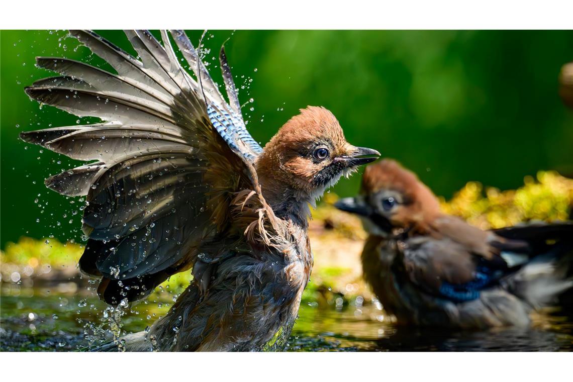 Bilder des Tages