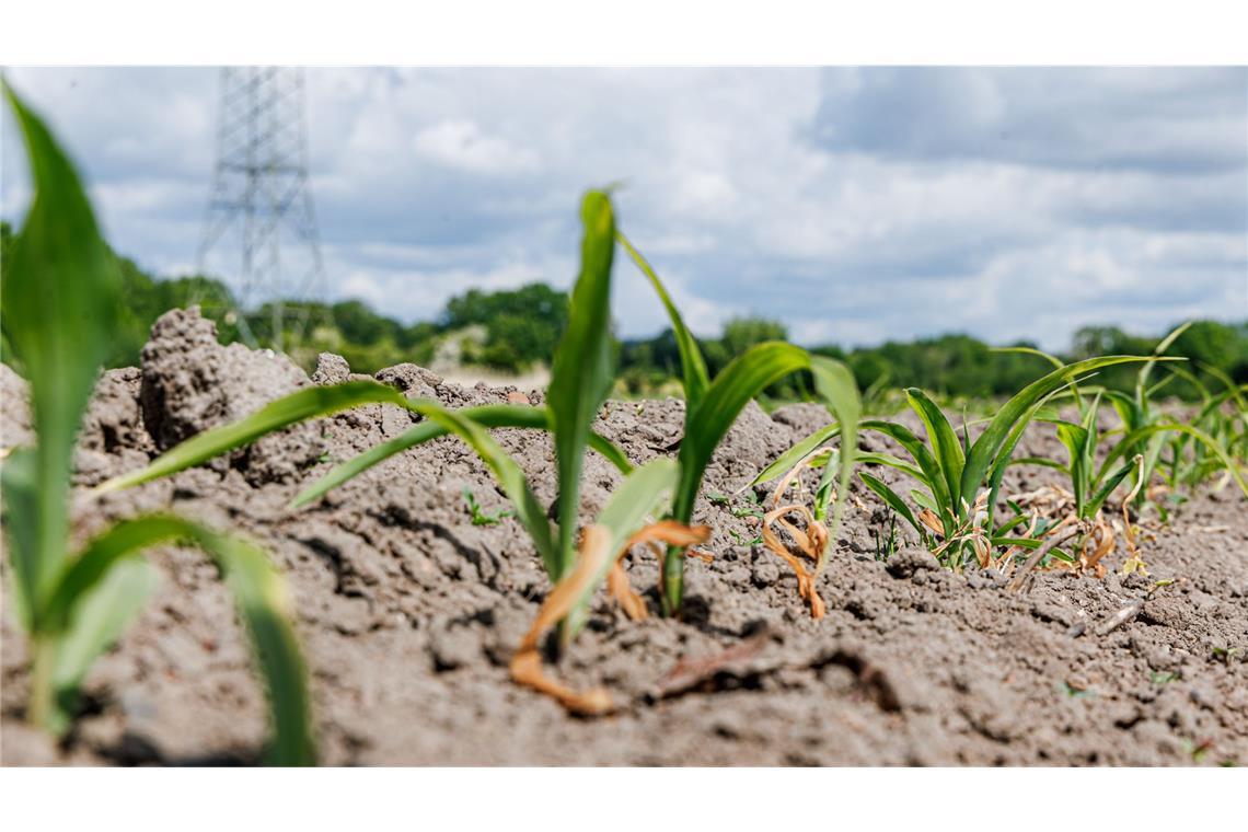 Investitionen in die Zukunft In Deutschland wird es wegen des Klimawandels zu mehr Dürreperioden kommen. Das führt zu schwierigeren Anbaubedingungen, wie auf diesem Feld in Schleswig-Holstein.