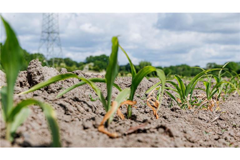 In Deutschland wird es wegen des Klimawandels zu mehr Dürreperioden kommen. Das führt zu schwierigeren Anbaubedingungen, wie auf diesem Feld in Schleswig-Holstein.