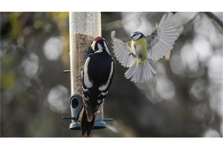 In Deutschlands Gärten nimmt die Zahl der heimischen Vögel stetig ab. (Archivbild)