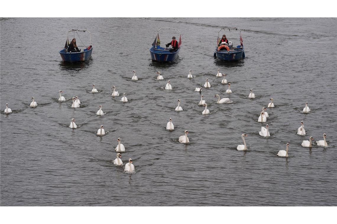 Hamburger Schwäne sind zurück auf der Alster In diesem Jahr begleiteten die Boote rund 50 von insgesamt rund 90 Schwänen.