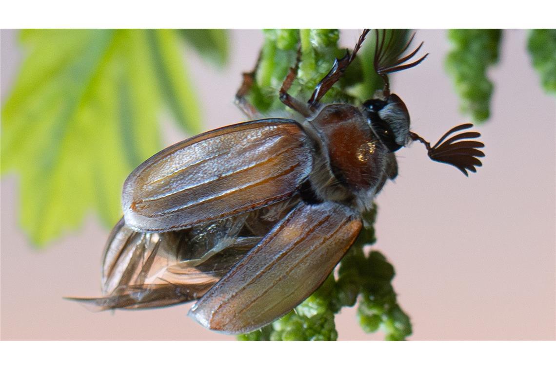 In diesem Jahr fliegen voraussichtlich bis zu einer halben Milliarde Maikäfer aus.