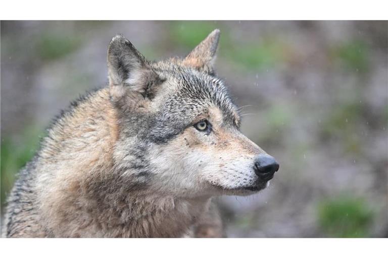 In diesem Jahr wurden 81 Sichtungen des Hornisgrinde-Wolfs gemeldet. (Symbolbild)