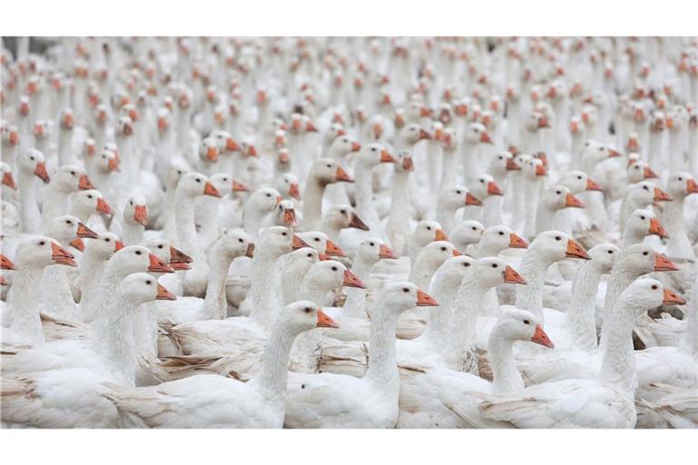 In einem Geflügelbetrieb im Alb-Donau-Kreis müssen rund 15 000 Tiere getötet werden (Symbolbild).