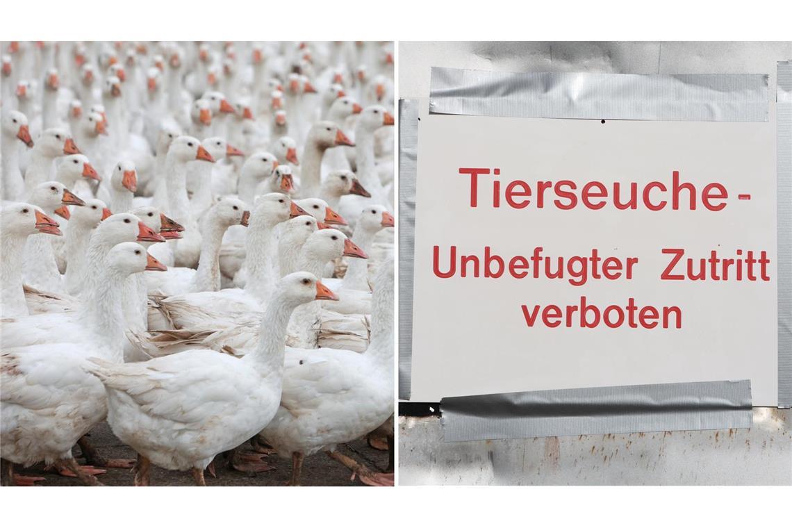 In einem Geflügelbetrieb im Alb-Donau-Kreis müssen rund 15.000 Tiere getötet werden (Symbolbilder).