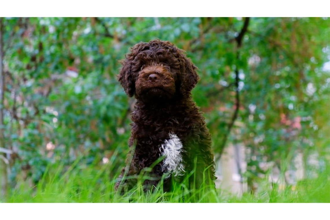In einem Livestream kann man aktuell sechs Lagotto-Romagnolo-Welpen und ihre Mutter beobachten. (Symbolbild)