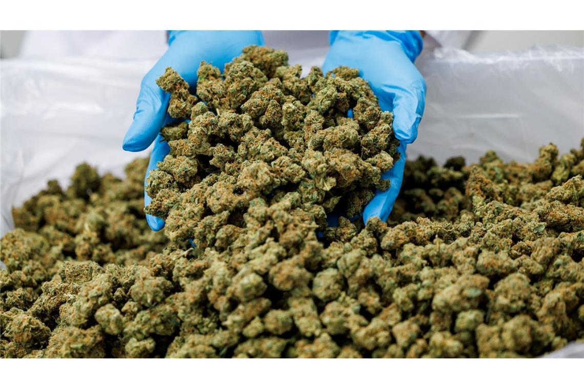 In einem Medizinalcannabis-Unternehmen werden Cannabis-Blüten gezeigt. (Archivfoto)
