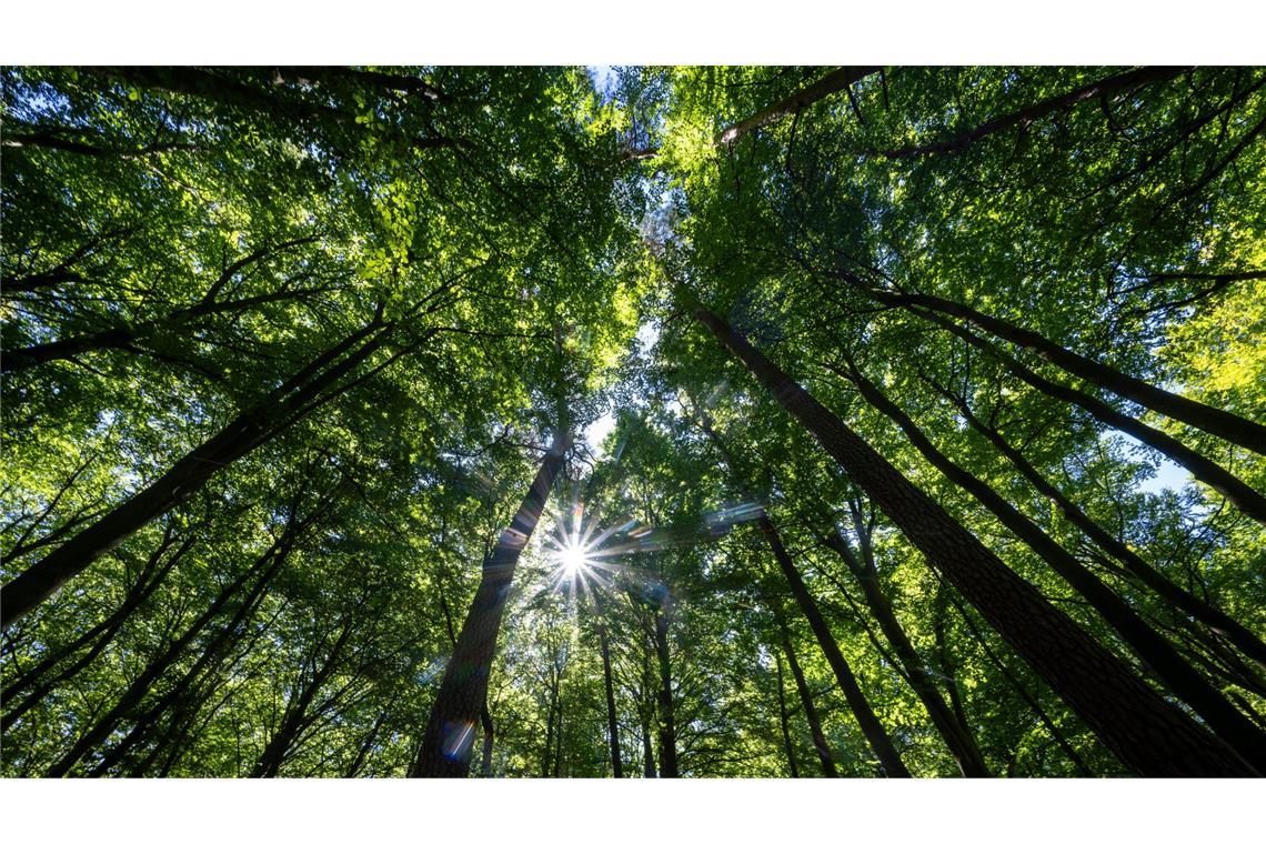 In einem Mischwald kommen mehrere Baumarten gemeinsam vor. (Archivfoto)