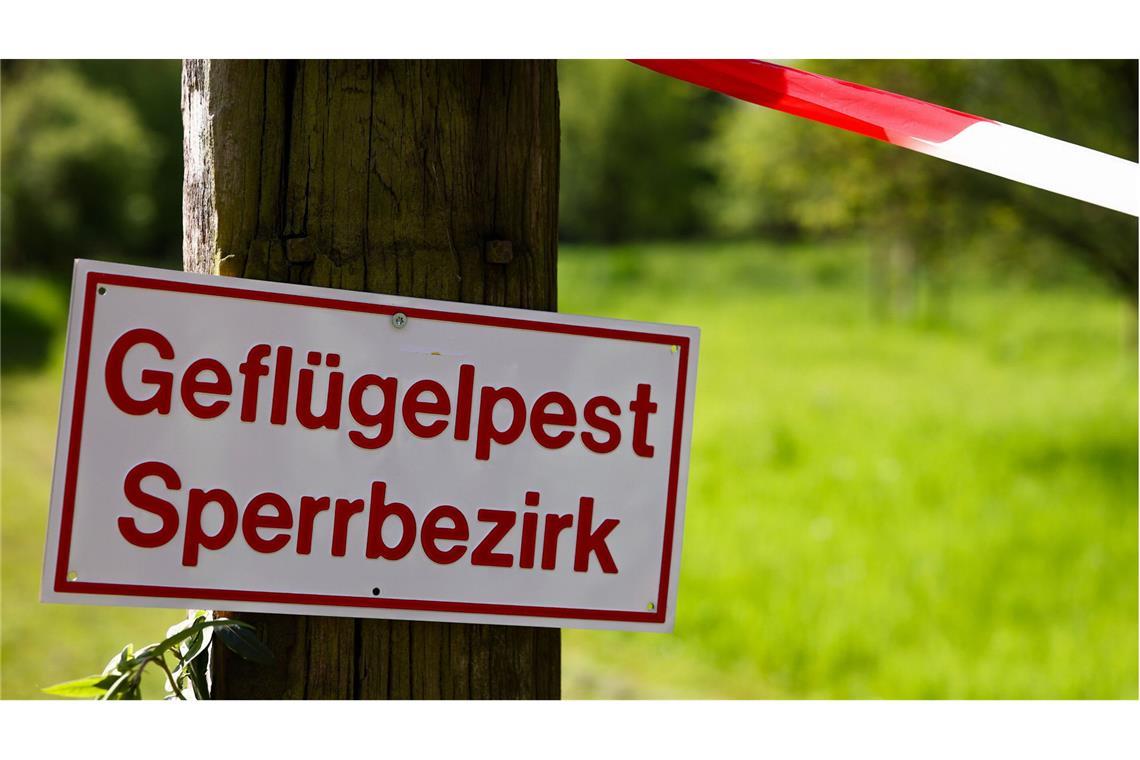 Zwei Fälle von Geflügelpest in Vogelpark festgestellt In einem Vogelpark im Landkreis Karlsruhe konnten zwei Fälle von Geflügelpest amtlich festgestellt werden. (Symbolbild)