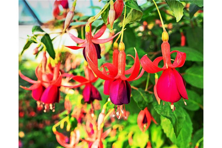 In einem Wilhelma-Gewächshaus sind derzeit 600 Fuchsienpflanzen zu sehen, die nach und nach aufblühen.
