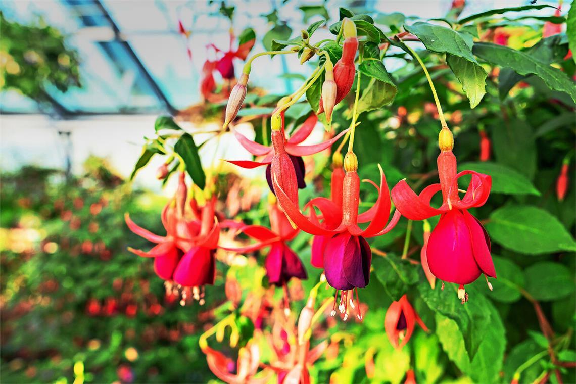 In einem Wilhelma-Gewächshaus sind derzeit 600 Fuchsienpflanzen zu sehen, die nach und nach aufblühen.