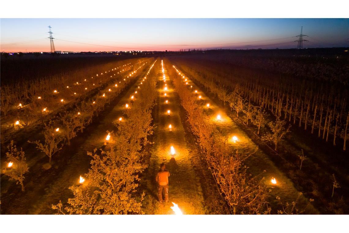 In einer Aprikosen-Plantage in Sachsen-Anhalt brennen Frostschutzkerzen.