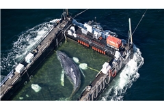 In einer Art stählernem Aquarium wird der Poeler Buckelwal Richtung Nordsee geschleppt.