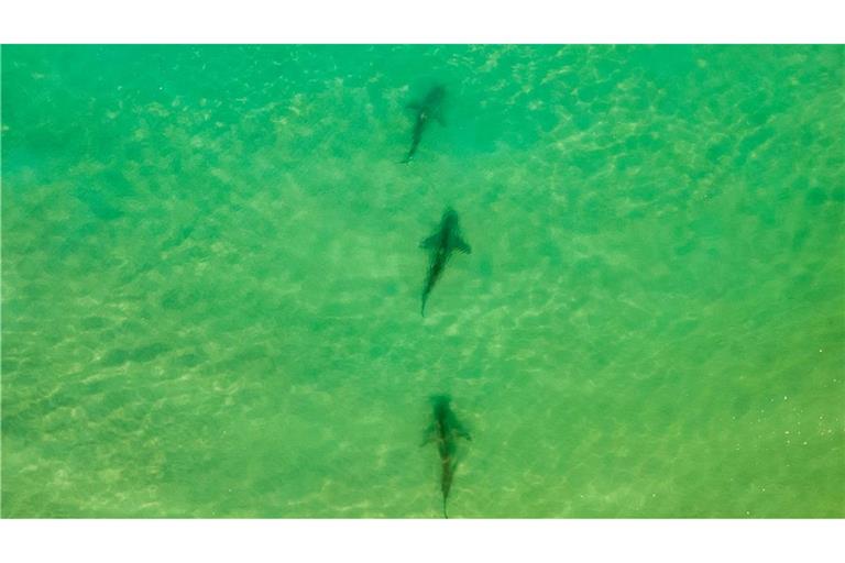 In einer Gegend im Norden Israels sammeln sich zwischen November und Mai Sandbank- und Schwarzhaie. (Archivbild)