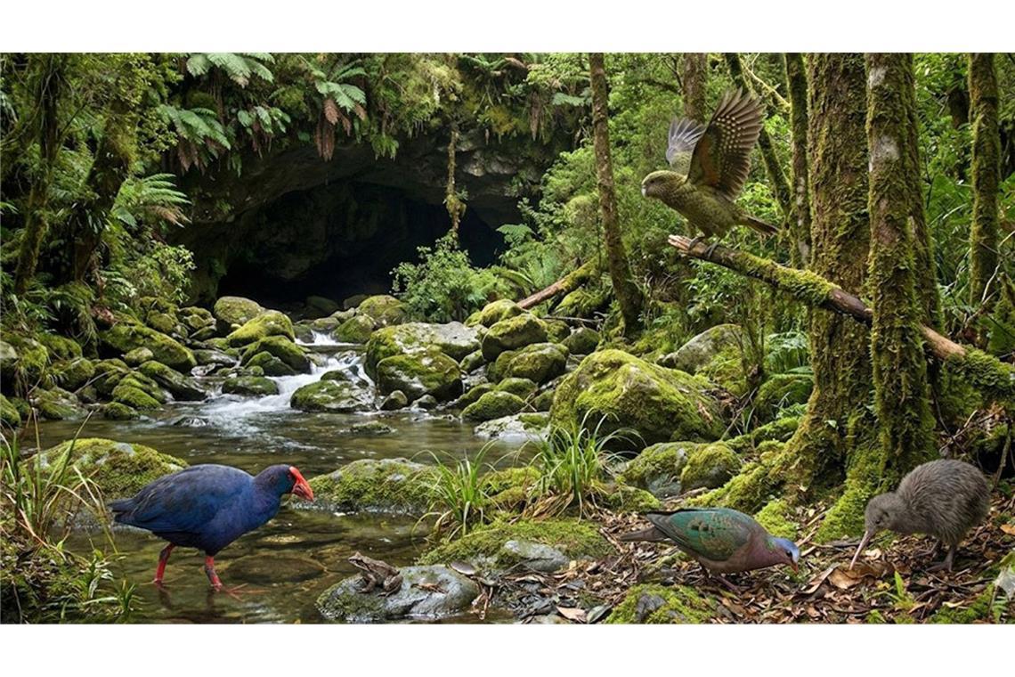 In einer Höhle Neuseelands haben Paläontologen Fossilien einer bislang unerforschten Ära entdeckt – darunter auch frühe Verwandte einiger ikonischer Vogelarten wie Kakapo und Takahe-Ralle.