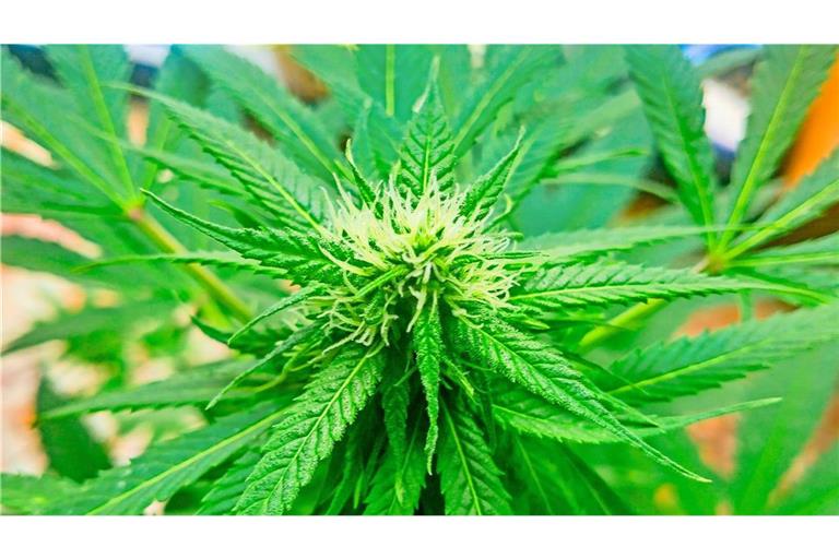 In einer Lagerhalle bei Karlsruhe betrieben die Dealer laut Polizei eine Drogenplantage mit rund 1500 Pflanzen.