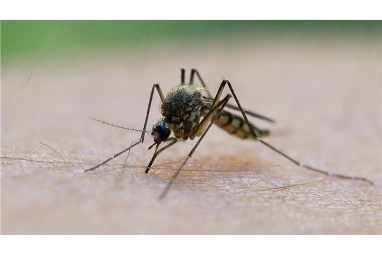 In Griechenland breitet sich das West-Nil-Virus aus.