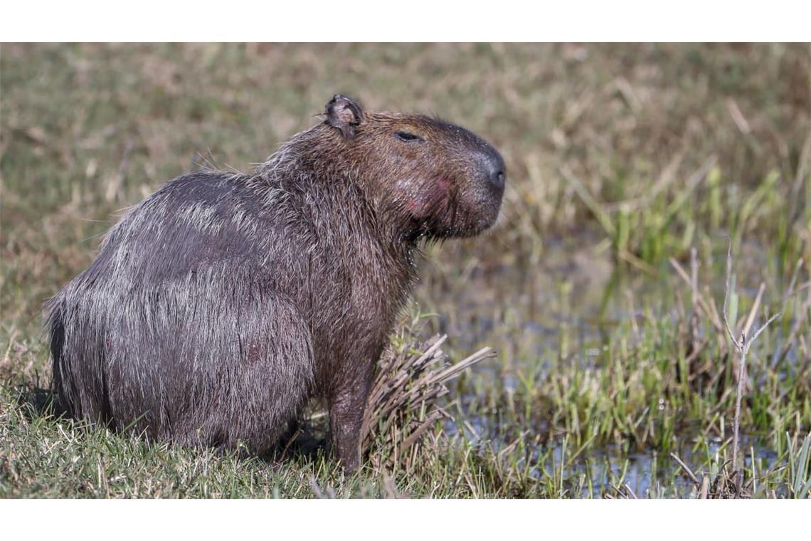 In Großbritannien denkt eine Capybara-Dame gar nicht an die Rückkehr in den Zoo. (Symbolbild)