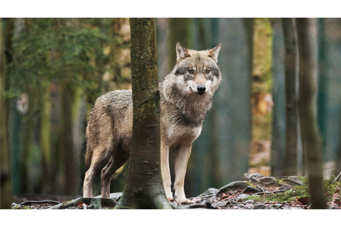 In Hamburg-Altona war am Montagabend in einer belebten Einkaufsstraße eine Frau mutmaßlich von einem Wolf gebissen worden. (Symbolbild)