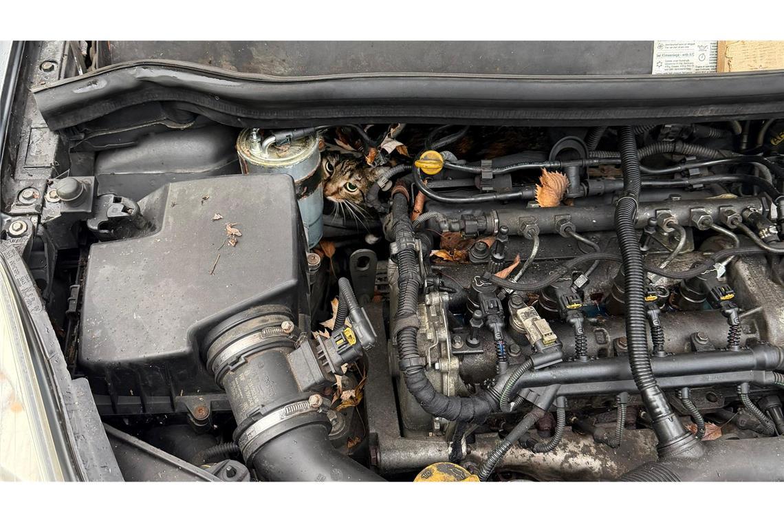 In höchster Not findet die Feuerwehr eine eingeklemmte Katze in einem Auto vor.