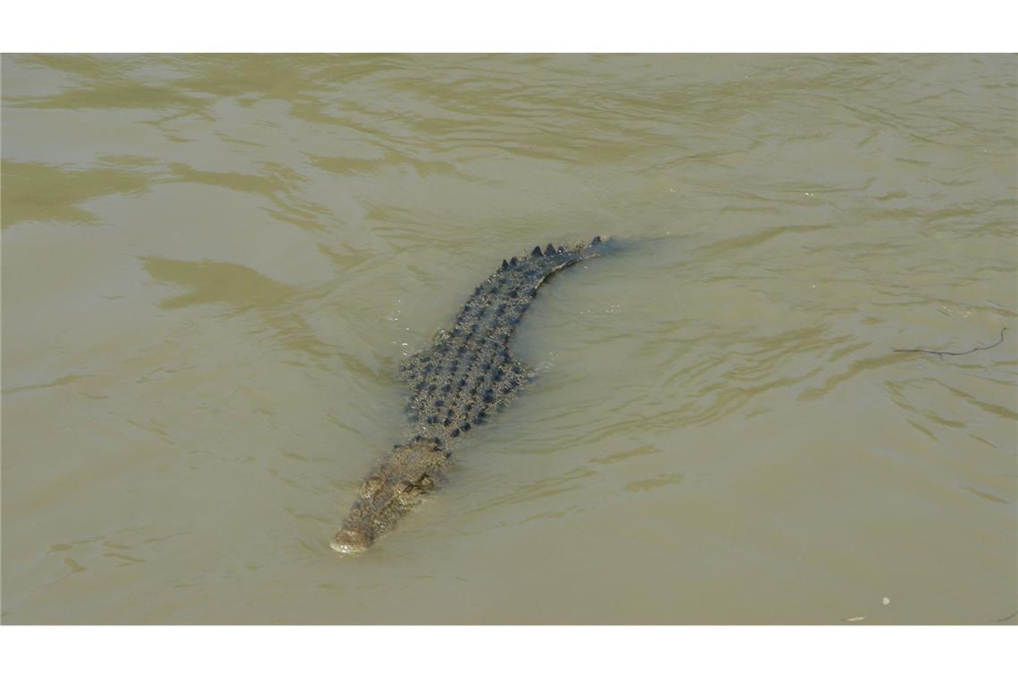 Krokodil tötet Frau in Indonesien In Indonesien hat ein Krokodil eine Frau getötet. (Symbolbild)