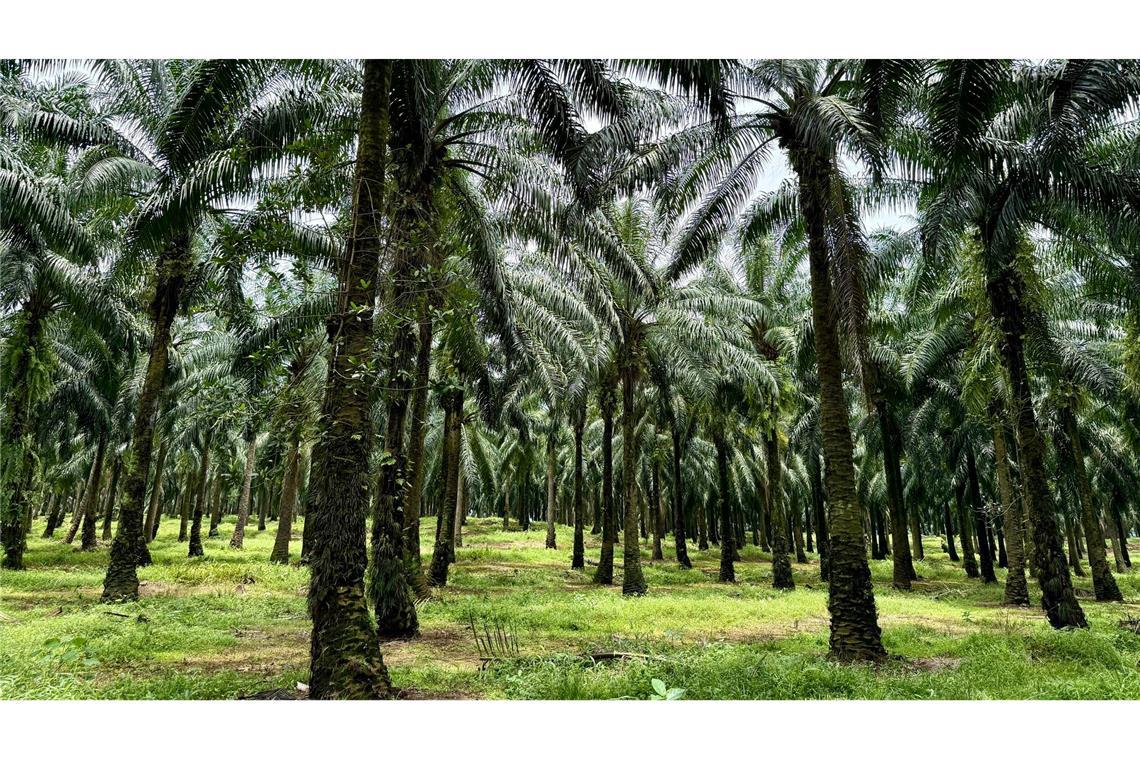 An vorderster Front: Indigene im Klimawandel In Indonesien werden riesige Waldgebiete wegen des weltweiten Palmöl-Booms abgeholzt.