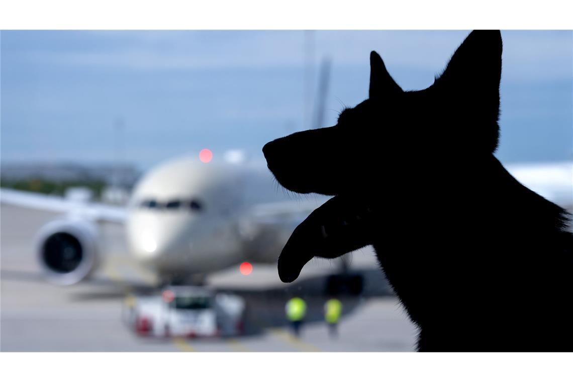 In Italien sind große Hunde an Bord von Flugzeugen nun erlaubt. (Symbolbild)