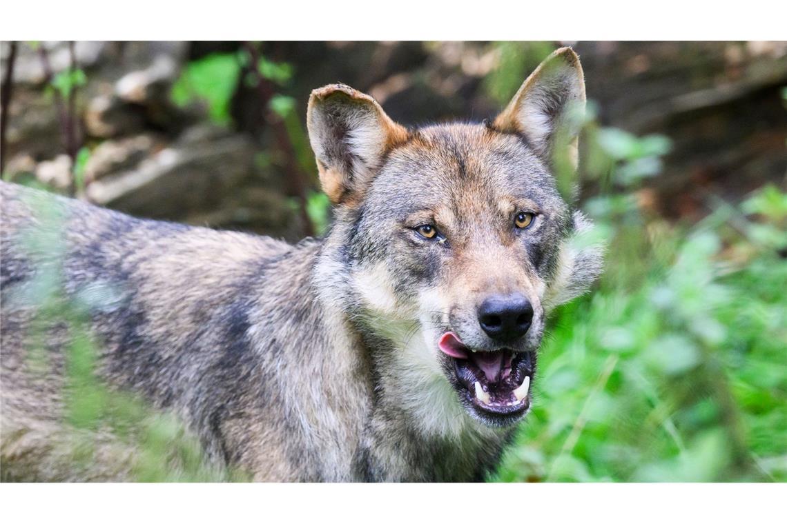 Tote Wölfe in Italien entdeckt - vergiftet? In Italien wurden mehrere Wölfe vermutlich vergiftet. (Symbolbild)