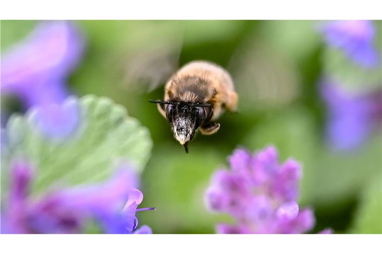 In Karlsruhe fliegt eine Hummel zwischen Blumenblüten umher.