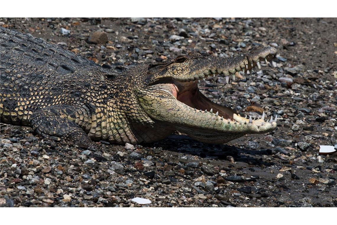 Krokodil gegen Mensch in Indonesien In keinem Land der Welt gibt es so viele Krokodilattacken auf Menschen wie in Indonesien.