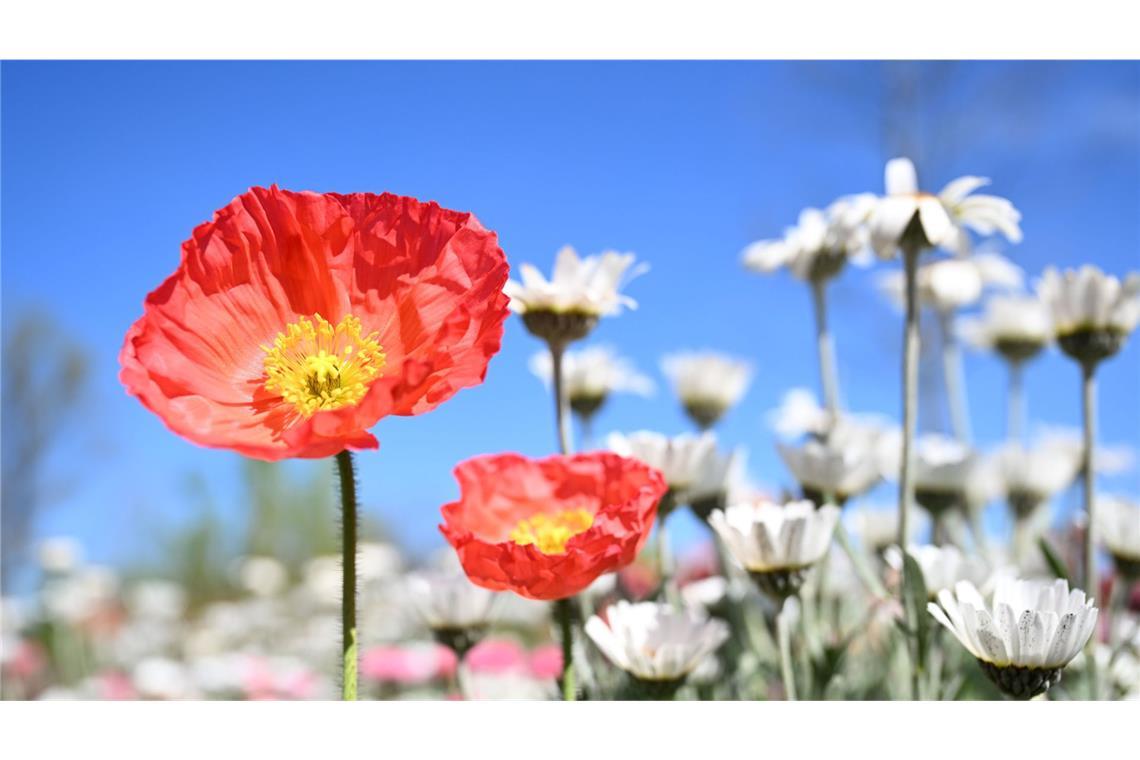 In knapp zehn Tagen, am 24. April, startet die Landesgartenschau in Ellwangen.