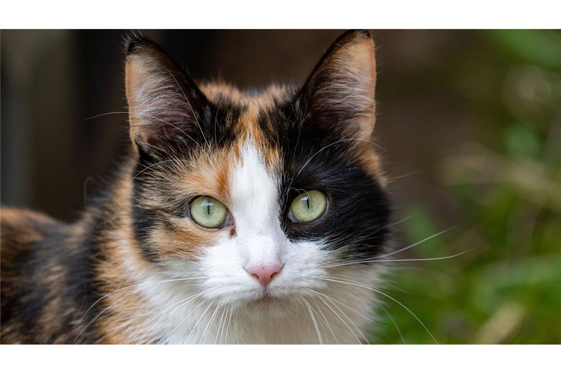 Jagdverband: Mehr Handhabe gegen wildernde Katzen nötig In manchen Bundesländern gibt es immer wieder Diskussionen, ob wildernde Katzen oder Hunde abgeschossen werden sollten. (Symbolbild)