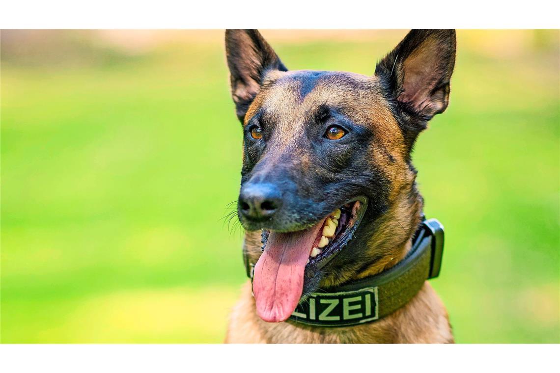 In Mülheim an der Ruhr ist ein Neunjähriger durch den Biss eines Polizeihundes verletzt worden. Das Bild zeigt nicht den in den Vorfall involvierten Hund (Symbolfoto).